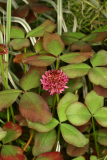 Trifolium repens 'William' RCP6-06 173.jpg